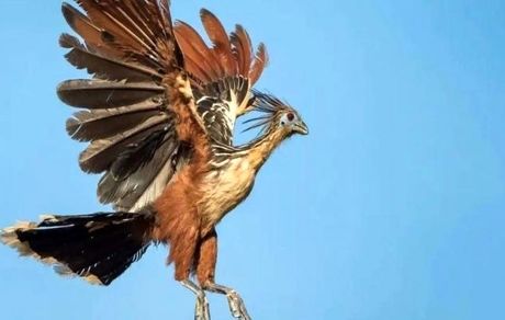 از بدبوترین پرنده چه می‌دانید