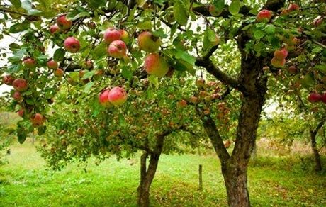 سال گذشته، ١٢ میلیون تن محصولات باغی برداشت شد