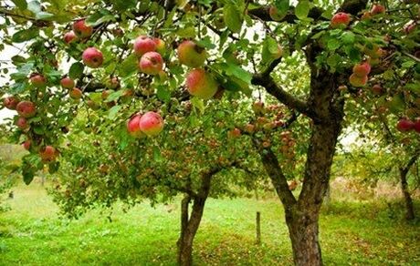 سال گذشته، ١٢ میلیون تن محصولات باغی برداشت شد