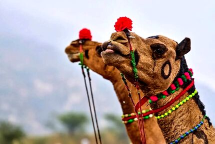 جشنواره شتر در شهرستان دیّر برگزار خواهدشد