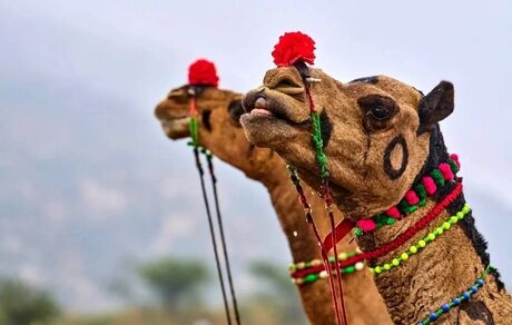 جشنواره شتر در شهرستان دیّر برگزار خواهدشد