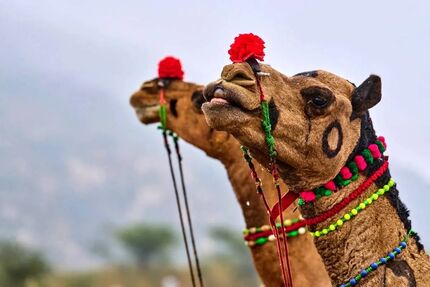 جشنواره شتر در شهرستان دیّر برگزار خواهدشد