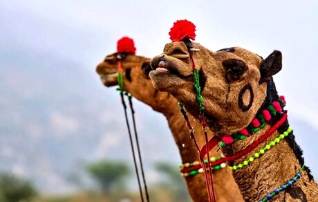جشنواره شتر در شهرستان دیّر برگزار خواهدشد