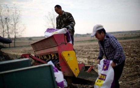 خطر در کمین تامین غلات کافی در چین