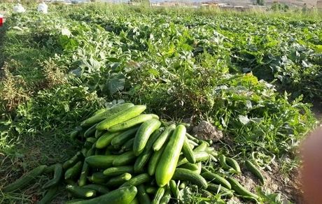 آغاز برداشت خیار در قیروکارزین استان فارس