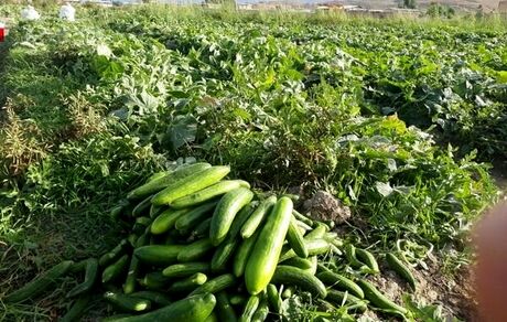آغاز برداشت خیار در قیروکارزین استان فارس