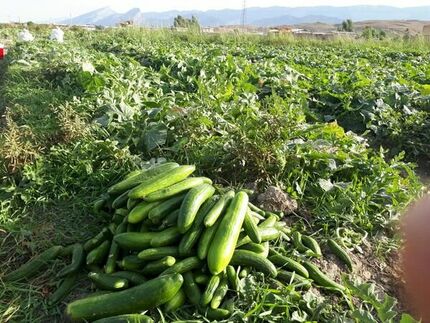 آغاز برداشت خیار در قیروکارزین استان فارس