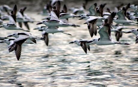 هشدار طوفان ریزگرد بدلیل فرونشست ناشی از خشک شدن تالاب بند علی خان