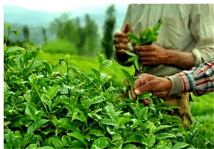 کاهش سرانه مصرف چای در کشور