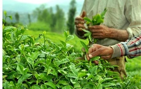 ۸۵ درصد برگ سبز چای خریداری شده درجه یک است