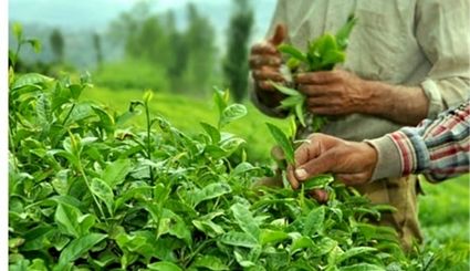 قیمت برگ سبز چای ۷۲ درصد افزایش می‌یابد