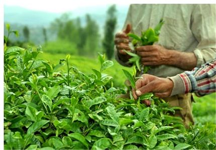 میزان خرید تضمینی برگ سبز چای به ۴ هزار تن رسید