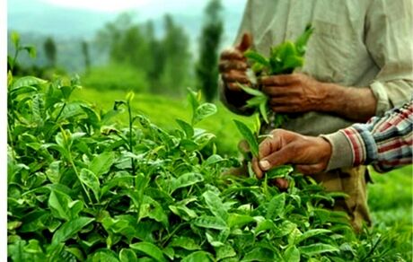 پرداخت ۱۰۰ درصدی سهم دولت از خرید تضمینی برگ سبز چای