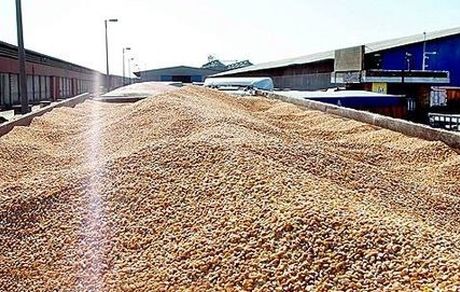 تایید مجوز استاندارد برای جوهای حشره‌زده/ ترخیص متوقف شد