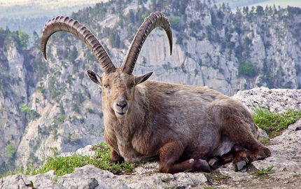 ۳ سال حبس و پرداخت ۷۵۰ میلیون جریمه برای شکار یک بز کوهی