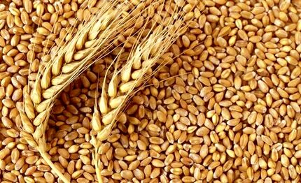 واردات حدود ۵ میلیون تن گندم از طریق حمل و نقل دریایی