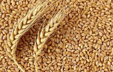 واردات حدود ۵ میلیون تن گندم از طریق حمل و نقل دریایی