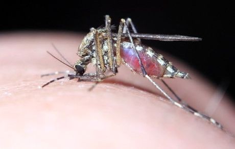 تب دنگی به مشهد رسید