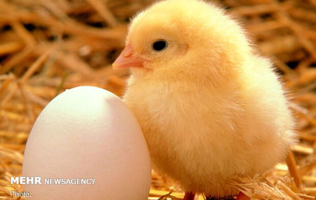 ادامه بحران جوجه یک روزه/ قیمت دو برابر نرخ مصوب!