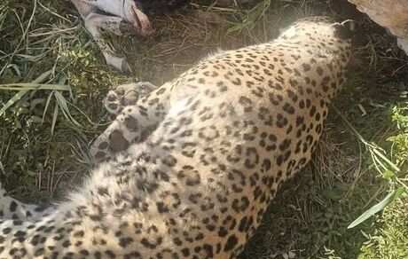 علت مرگ یک قلاده پلنگ در پناهگاه حیات وحش عباس آباد نایین مشخص شد