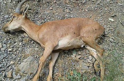 بحران طاعون نشخوارکنندگان در البرز / ۷۰ راس کل و بز تلف شدند