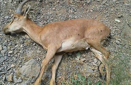 بحران طاعون نشخوارکنندگان در البرز / ۷۰ راس کل و بز تلف شدند