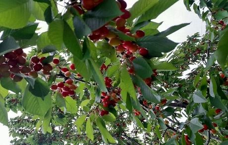 برداشت گیلاس از  ۲ هزار و ۷۰۰ هکتار باغات استان اردبیل آغاز شد