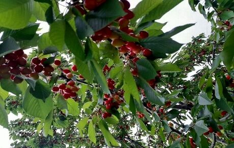 برداشت گیلاس از  ۲ هزار و ۷۰۰ هکتار باغات استان اردبیل آغاز شد