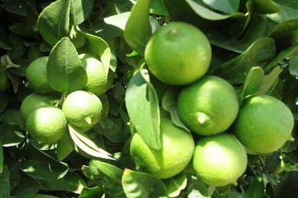 رودان میزبان چهارمین جشنواره ملی لیمو و دومین جشنواره ملی خرما 