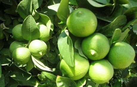 رودان میزبان چهارمین جشنواره ملی لیمو و دومین جشنواره ملی خرما 