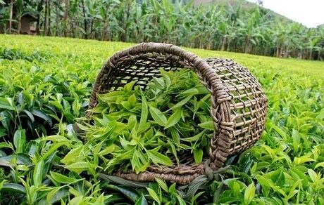 افزایش ۳۰ درصدی قیمت خرید هر کیلوگرم برگ سبز چای