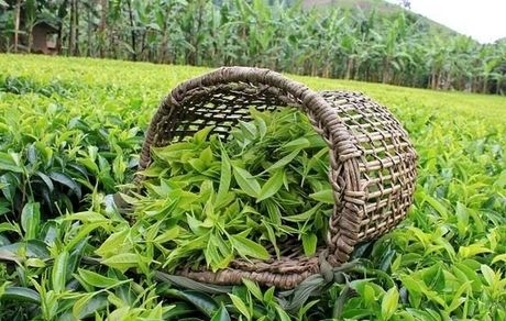 افزایش ۳۰ درصدی قیمت خرید هر کیلوگرم برگ سبز چای