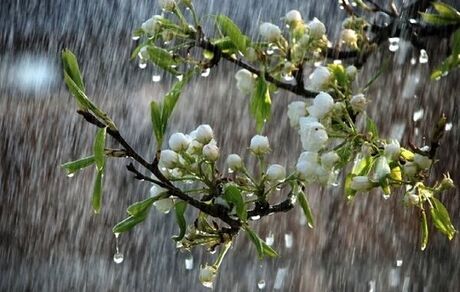 هواشناسی ایران/بارش برف و باران در برخی مناطق تا چهارشنبه/پیش بینی کاهش ۱۲ درجه ای دما