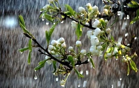هواشناسی ایران/بارش برف و باران در برخی مناطق تا چهارشنبه/پیش بینی کاهش ۱۲ درجه ای دما