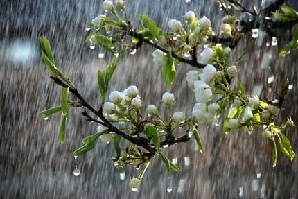 هواشناسی ایران/بارش برف و باران در برخی مناطق تا چهارشنبه/پیش بینی کاهش ۱۲ درجه ای دما
