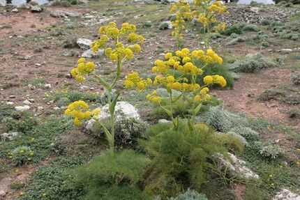 توسعه کشت آنغوزه در سیروان
