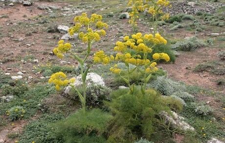 توسعه کشت آنغوزه در سیروان