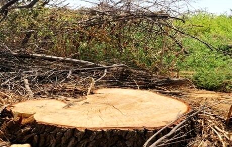 چنار ۲۰۰ ساله در لرستان قطع شد / روابط عمومی: منابع طبیعی در جریان بود