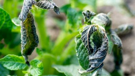 خسارت سرمازدگی به ۸۳۶۶ هکتار از مزارع و باغات ملایر