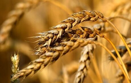خرید تضمینی ۱۰ هزار تن گندم در چهارمحال و بختیاری