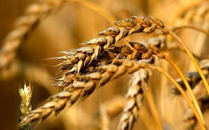 خرید تضمینی ۱۰ هزار تن گندم در چهارمحال و بختیاری