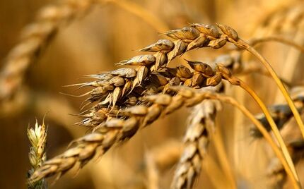 خرید تضمینی ۱۰ هزار تن گندم در چهارمحال و بختیاری