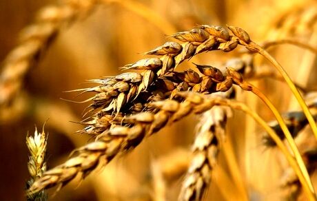 خرید تضمینی ۱۰ هزار تن گندم در چهارمحال و بختیاری