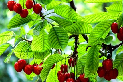 آغاز برداشت گیلاس از ۳۷۰۰ هکتار از باغات استان قزوین