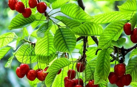 آغاز برداشت گیلاس از ۳۷۰۰ هکتار از باغات استان قزوین