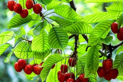 آغاز برداشت گیلاس از ۳۷۰۰ هکتار از باغات استان قزوین