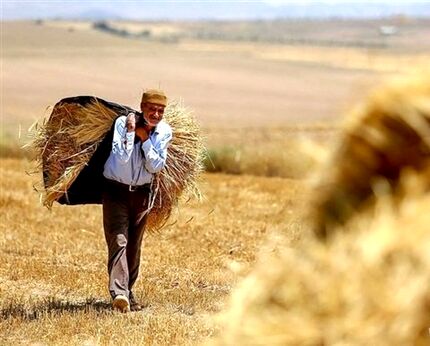 ضرورت برخورداری کشاورزان مستقل وخویش فرما از بیمه/ برخی سنگ اندازی می کنند