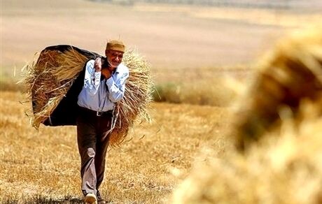 ضرورت برخورداری کشاورزان مستقل وخویش فرما از بیمه/ برخی سنگ اندازی می کنند