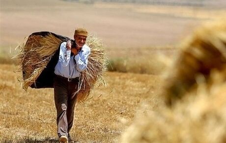 ضرورت برخورداری کشاورزان مستقل وخویش فرما از بیمه/ برخی سنگ اندازی می کنند