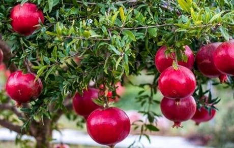 ایران، ۲۲ درصد انار جهان را تولید می‌کند